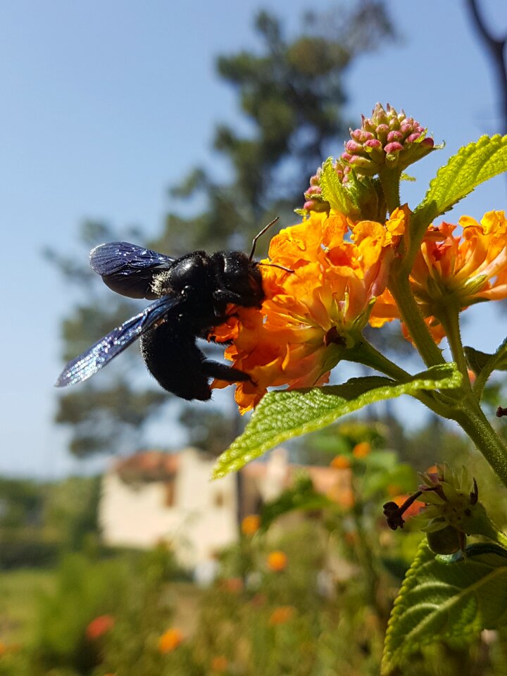 Black hornet macro insect