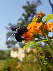 Black hornet macro insect