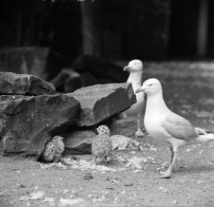 Het zilvermeeuwechtpaar heeft drie jongen in Artis, Bestanddeelnr 914-1348