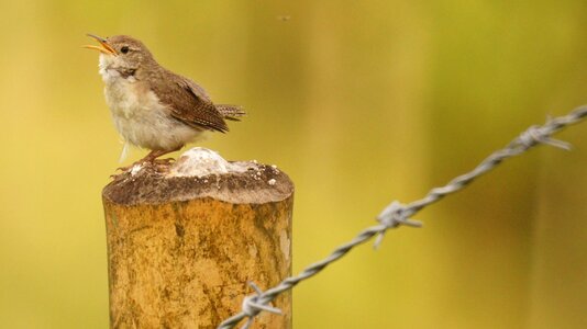 Birds guatica colombia photo