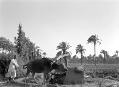 Het oppompen van grondwater mey behulp van een geblinddoekt rund, Bestanddeelnr 191-0073