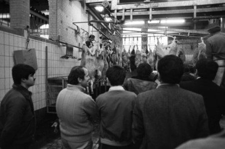 Het ritueel slachten van een stier bij het abattoir in Amsterdam (zie ook 310927, Bestanddeelnr 931-0939
