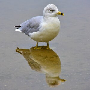 Bird water mirror image photo