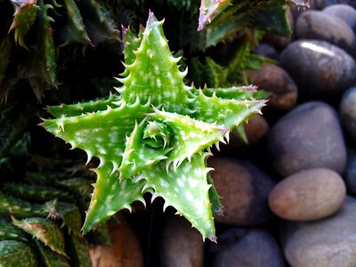 Cactus thorny plant