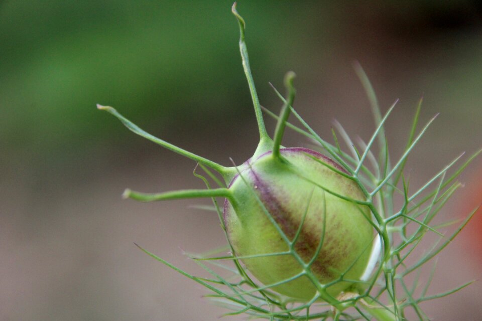 Blossom bloom bud