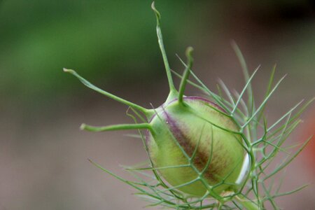 Blossom bloom bud
