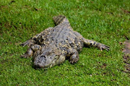 Alligator açu reptile wild animal photo