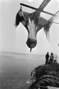 Het maaien van fonteinkruid op de Gouwzee, Bestanddeelnr 934-0274