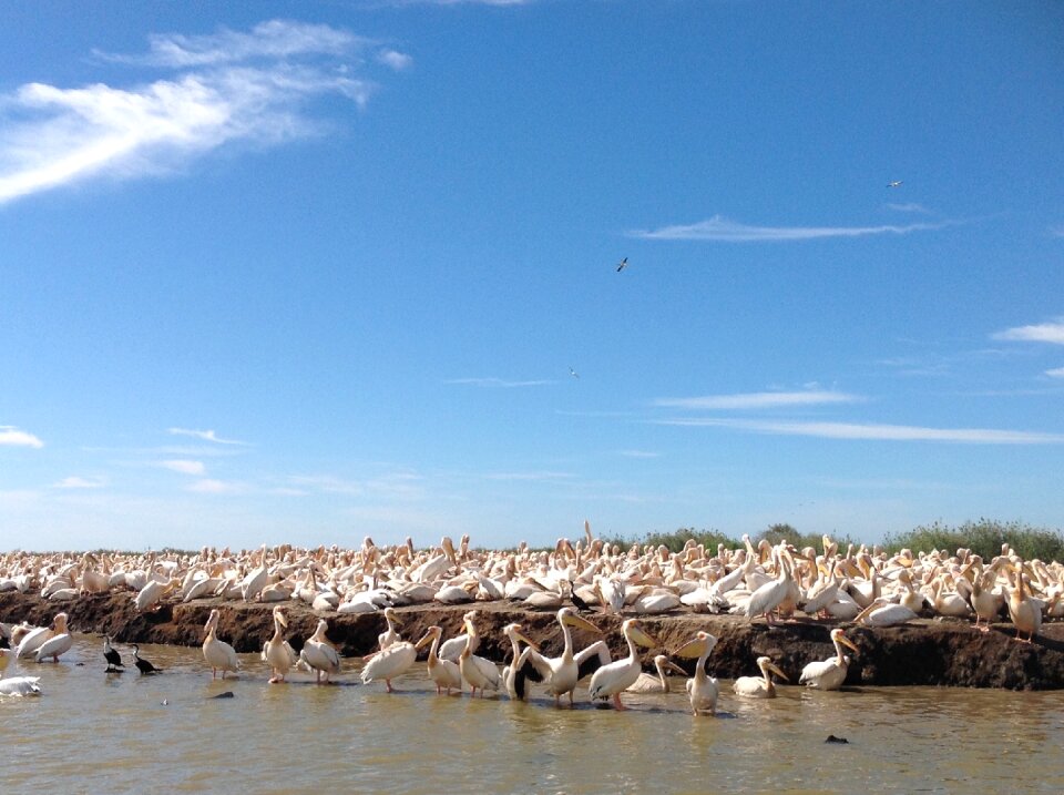 Flying large-bird water