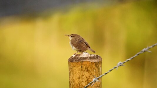 Birds guatica colombia photo