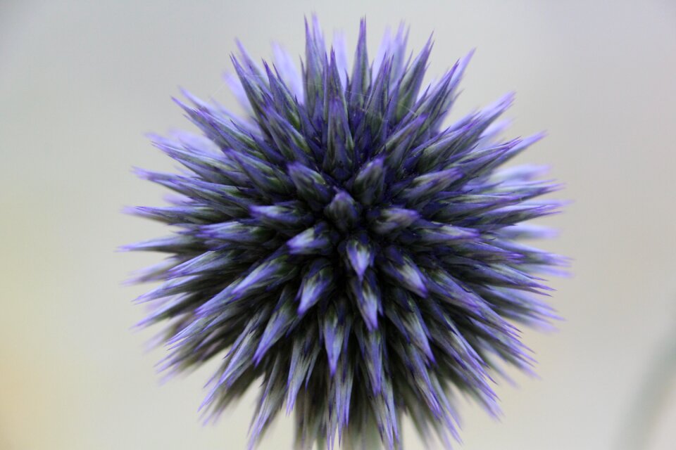 Blossom bloom purple