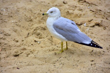 Sand sea bird photo
