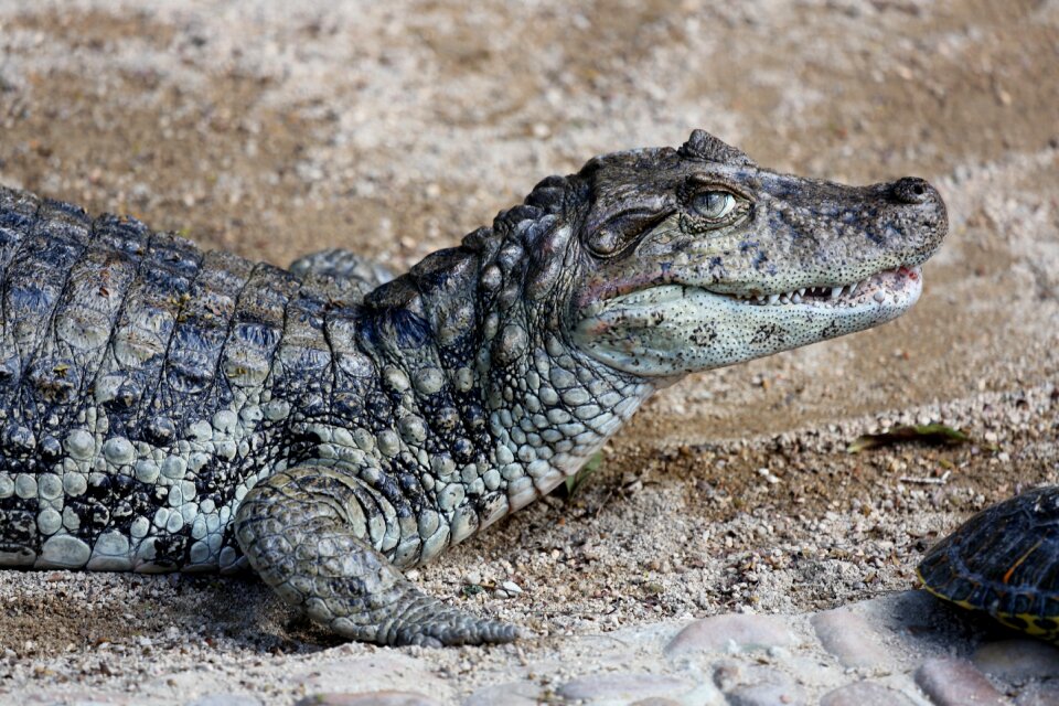 Wild animal of profile looking
