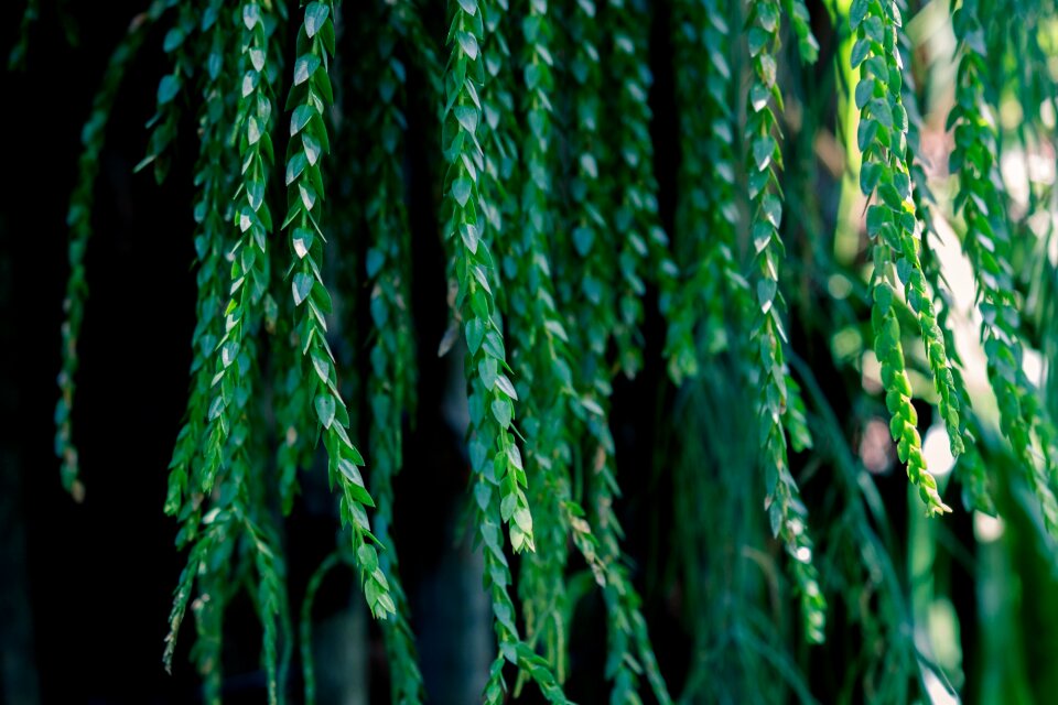 Leaves foliage branch