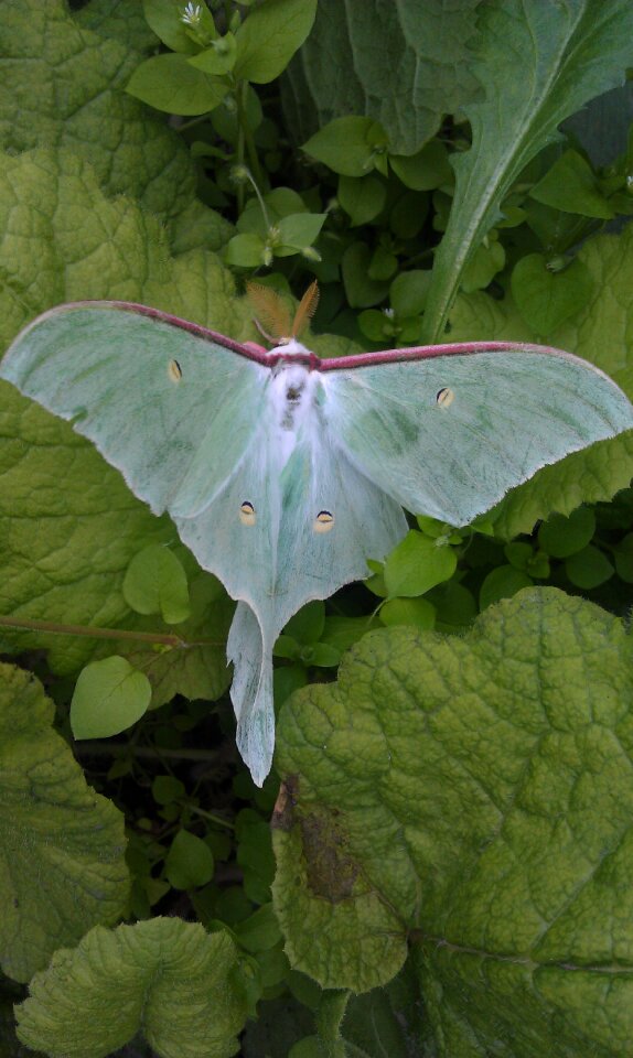 Butterfly lepidoptera handsomely