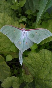 Butterfly lepidoptera handsomely