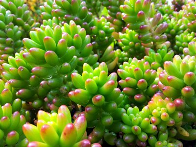 Fresh natural leaf