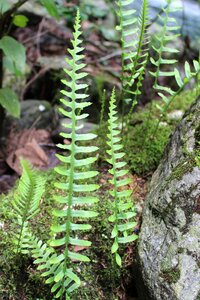 Nature plants forest