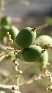 Plant tree garden