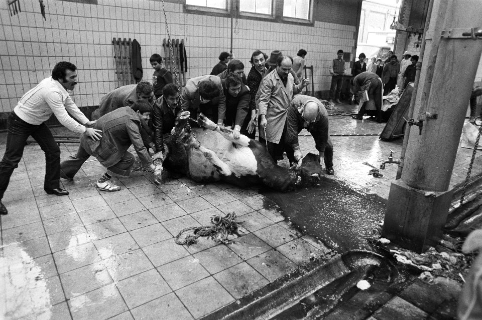 Het ritueel slachten van een stier bij het abattoir in Amsterdam (zie ook 310927, Bestanddeelnr 931-0938