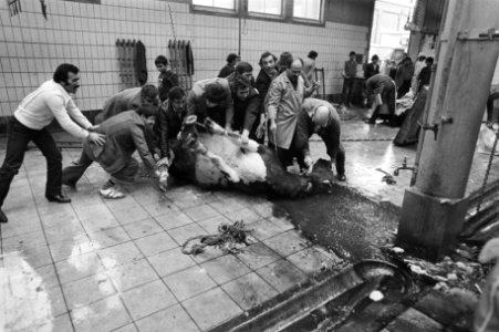 Het ritueel slachten van een stier bij het abattoir in Amsterdam (zie ook 310927, Bestanddeelnr 931-0938