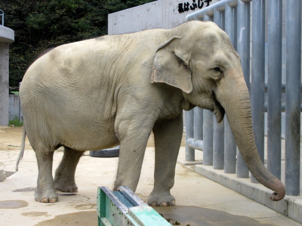 Higashi-Park-Elephant-3