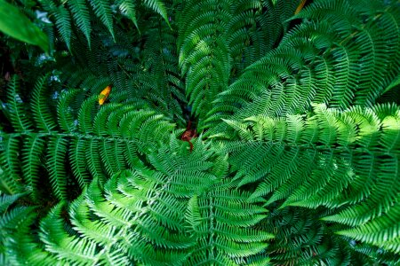 Evergreen nature plants