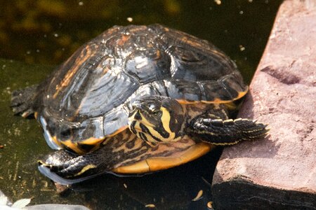 Water turtle garden yellow cheek photo