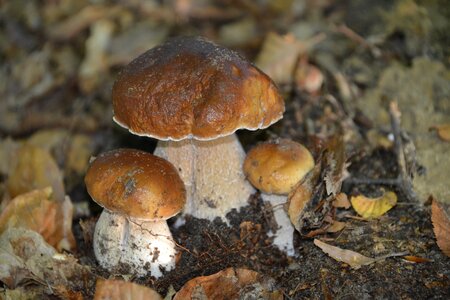 Nature cep forest
