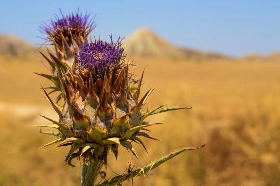 Nature wilderness weed
