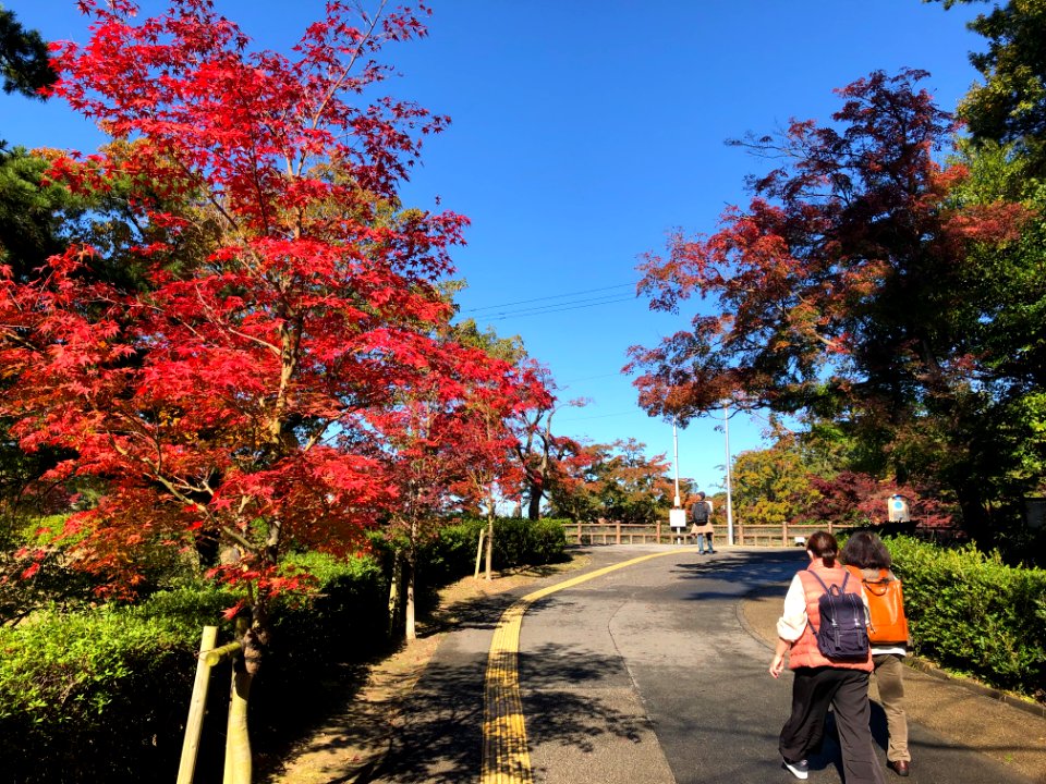 Higashi-Park-Red-Leaves-1