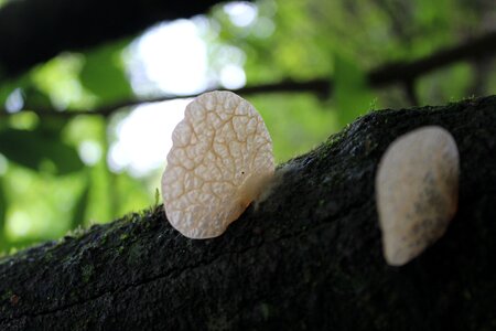 Nature fungi trunk