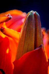 Flower bud flower bracts perianth
