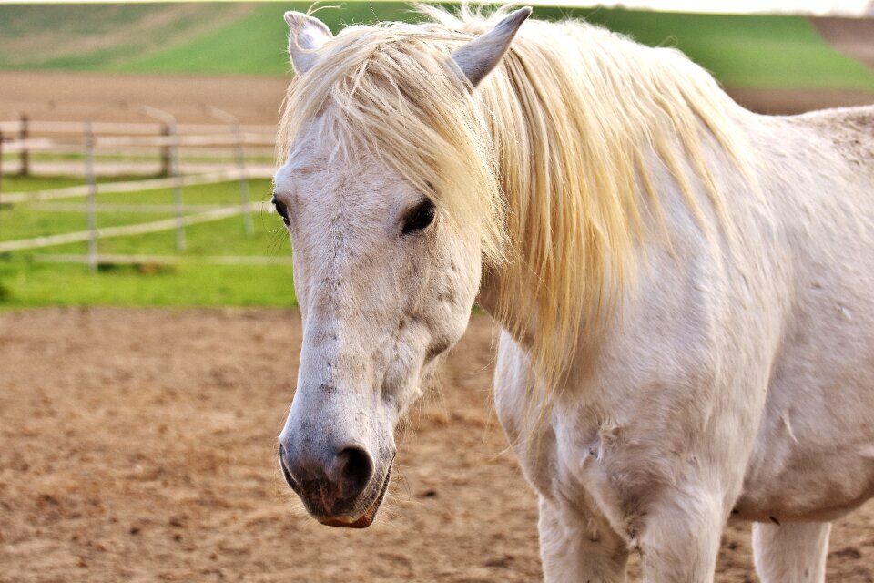 Pasture white animal