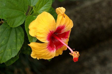 Hibiscus-20070216-012