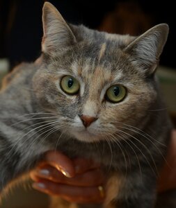 Cat animal eye of cat