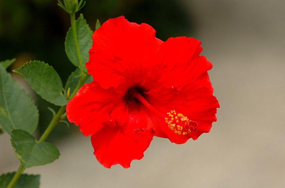 Hibiscus-20070216-013