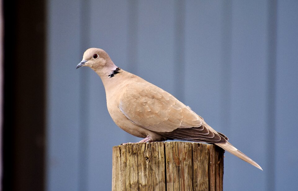 Dove nature animal photo