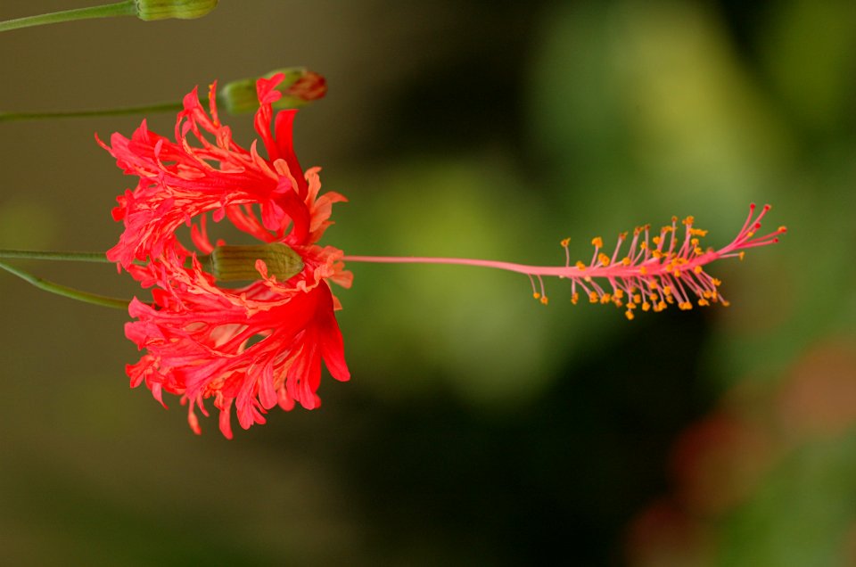 Hibiscus-20070216-015