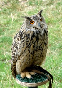 Hibou grand-duc Murol1