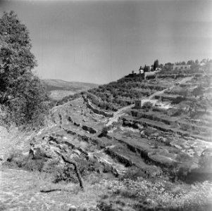 Heuvels en terrassen met olijfgaarden bij Ain Karem (Ein Kerem), Bestanddeelnr 255-0429