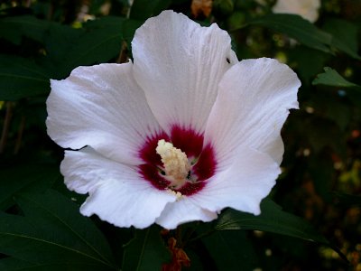 Hibiscus syriacus, white with red center, 2020-07-25, Beechview, 01