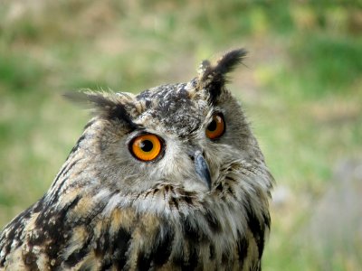 Hibou grand-duc Murol2 photo