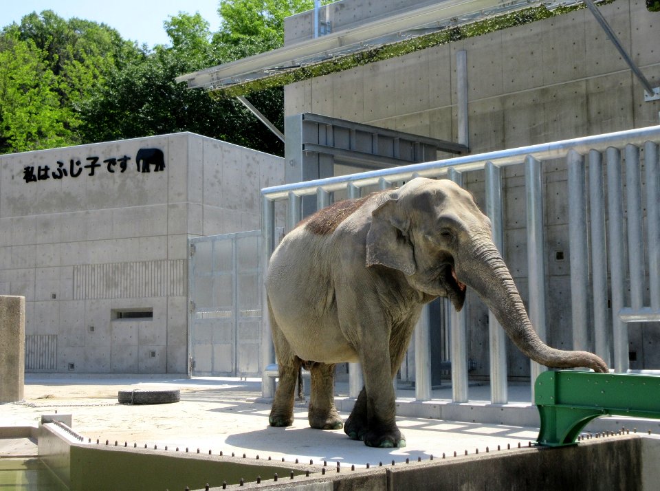 Higashi-Park-Elephant-1