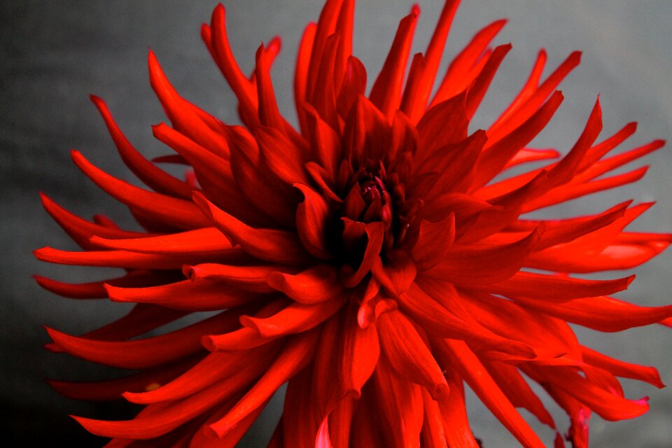 Flower arabian night red