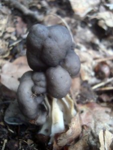 Hevella lacunosa
