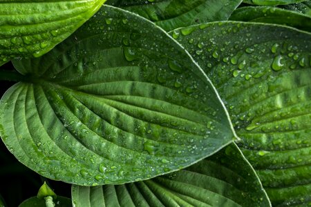 The background invoice plant