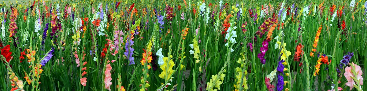 Flowers summer blossom