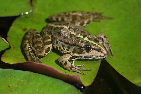 The marsh frog frog pond photo