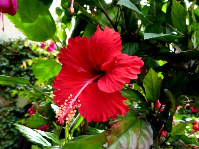 Hibiscus serres du Luxembourg